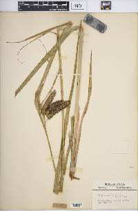 Carex comosa image