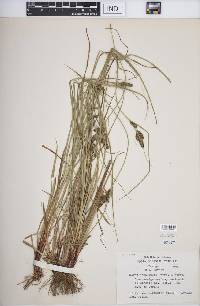 Carex complanata image