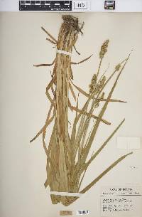 Carex conjuncta image