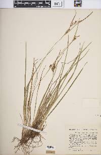 Carex conoidea image