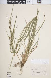 Carex corrugata image