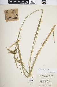 Carex crinita var. crinita image