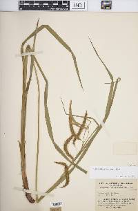 Carex crinita var. crinita image