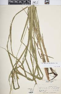 Carex crinita var. brevicrinis image