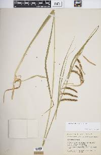 Carex crinita var. crinita image