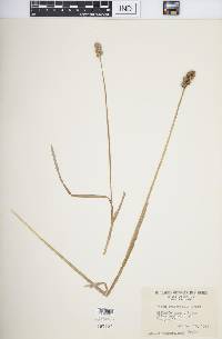 Carex cristatella image