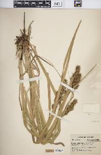 Carex crus-corvi image