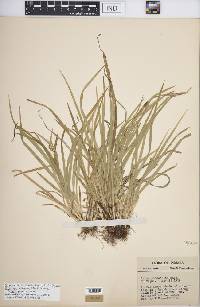 Carex cumberlandensis image