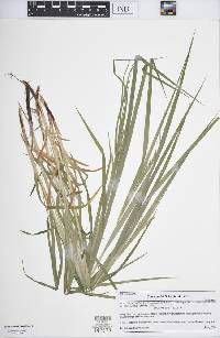 Carex davisii image