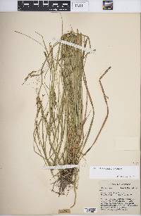 Carex debilis var. debilis image