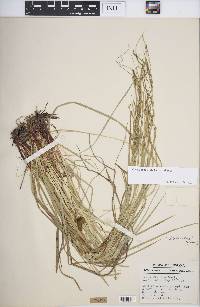 Carex debilis var. debilis image