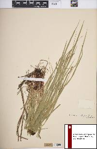 Carex debilis var. rudgei image
