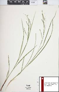 Carex debilis var. rudgei image