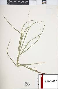 Carex debilis var. rudgei image