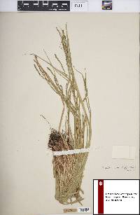 Carex debilis var. rudgei image