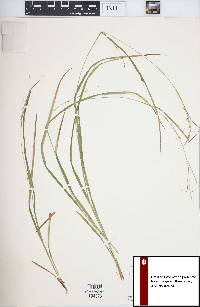 Carex debilis var. rudgei image