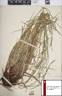 Carex debilis var. rudgei image