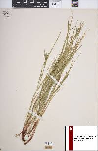 Carex debilis var. rudgei image