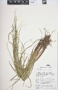 Carex debilis var. debilis image