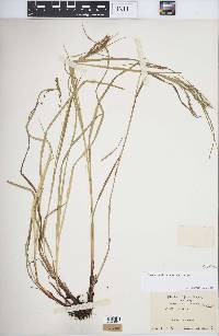 Carex debilis var. debilis image