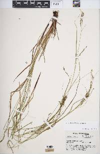 Carex debilis var. debilis image