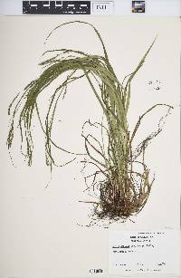 Carex debilis var. rudgei image