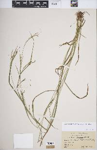 Carex debilis var. rudgei image