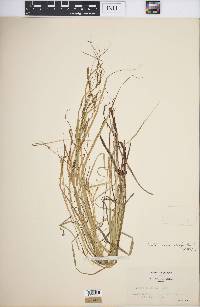 Carex debilis var. rudgei image