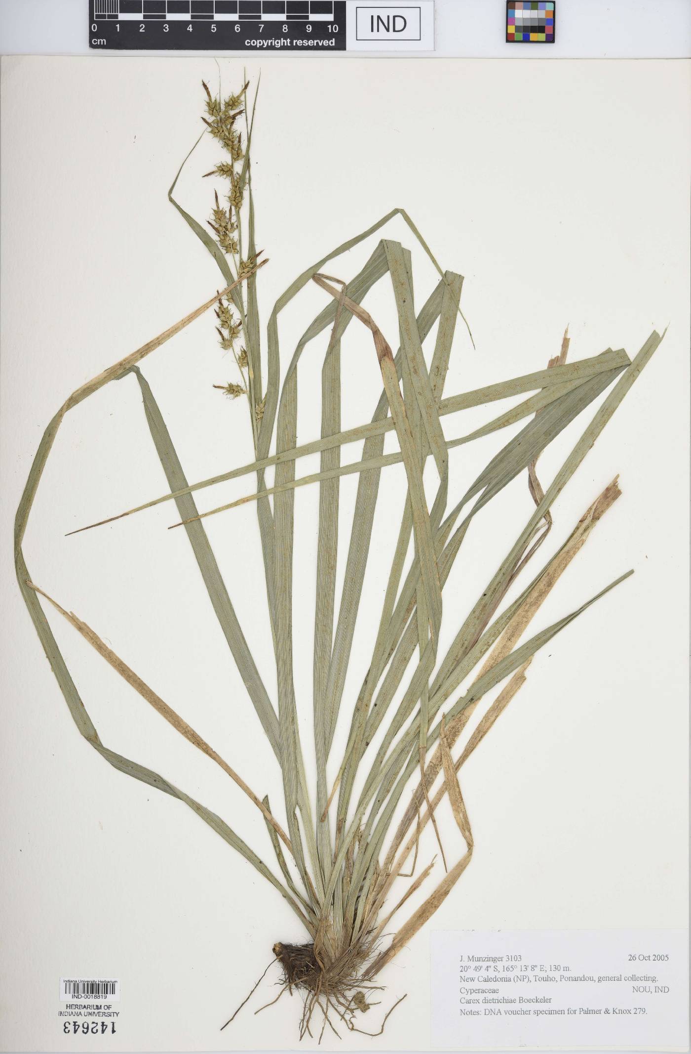 Carex dietrichiae image