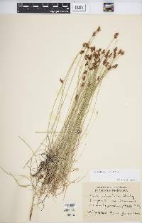 Carex duriuscula image