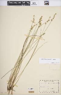 Carex echinata image