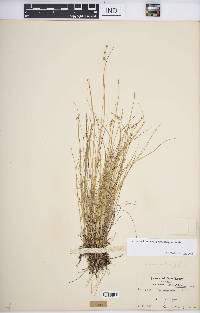 Carex echinata image