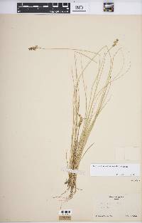 Carex echinata image