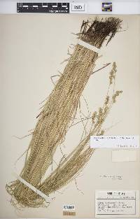 Carex echinodes image