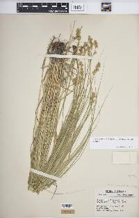 Carex echinodes image