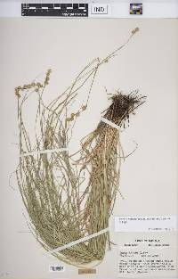 Carex echinodes image