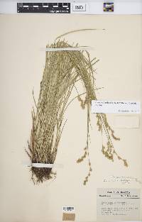 Carex echinodes image