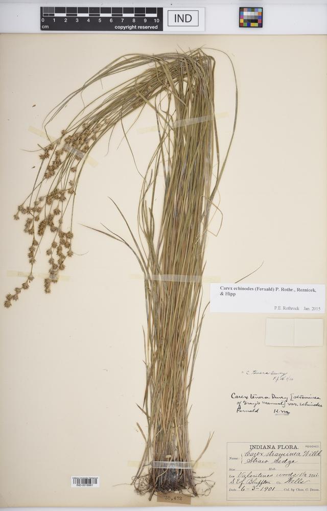 Carex echinodes image