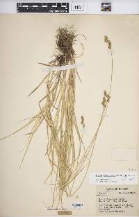 Carex festucacea image