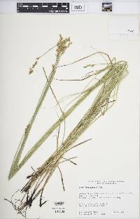 Carex festucacea image