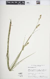 Carex festucacea image