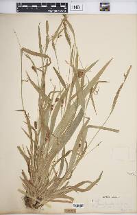 Carex flaccosperma image