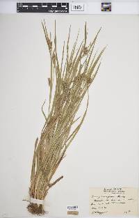 Carex flaccosperma image