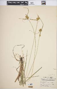 Carex flava image