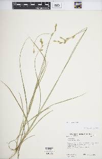 Carex foenea image