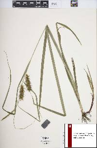 Carex gigantea image