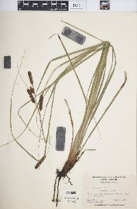 Carex glaucescens image