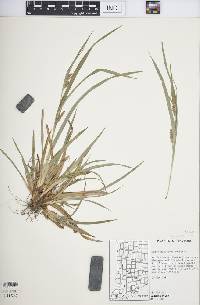 Carex glaucodea image