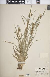 Carex glaucodea image