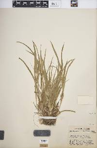 Carex glaucodea image